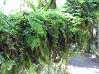 Albums/20060200-New Zealand 2006/20060209-Haast-Wanaka/11